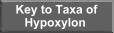 Key to Taxa of Hypoxylon