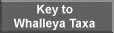 Key to Taxa of Whalleya