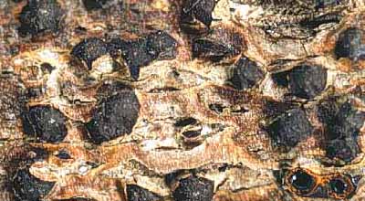 Creosphaeria sassafras