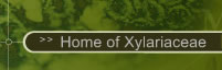 Enter  Xylariaceae