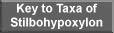 Key to Taxa of Stilbohypoxylon