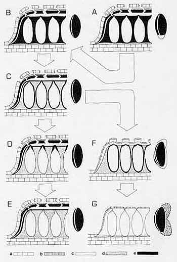 stromata_evolution.JPG (35832
    bytes)