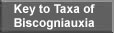 Key to Taxa of Biscogniauxia