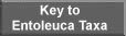 Key to Entoleuca Taxa