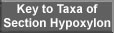Key to Taxa of Section Hypoxylon